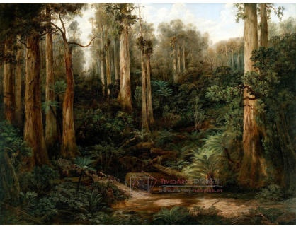 SO V-477 Isaac Whitehead - Sassafras Gully, Gippsland