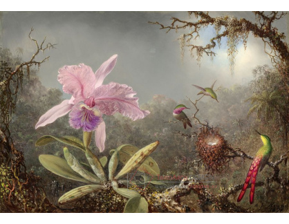 D-7441 Martin Johnson Heade - Orchidej a tři kolibříci