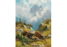 A-5616 Moritz Mueller - Kamzíci na horách