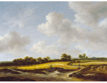 D-8174 Jacob van Ruisdael - Krajina s pšeničným polem