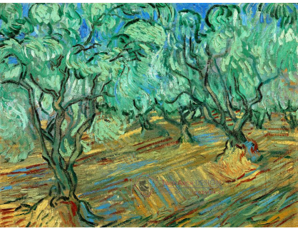 VR2-173 Vincent van Gogh - Olivový háj s modrou oblohou