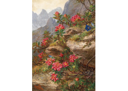 A-907 Anna Stainer-Knittel - Alpské květiny