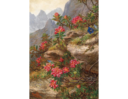 A-907 Anna Stainer-Knittel - Alpské květiny