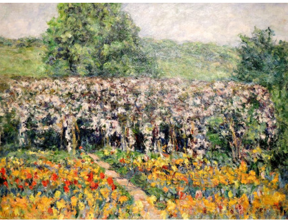 A-1046 Claude Monet - Plamínky v Giverny