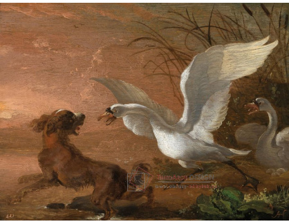 A-1621 Abraham Hondius - Labuť útočící na psa