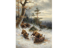 A-5619 Moritz Mueller - Stádo divočáků na okraji lesa