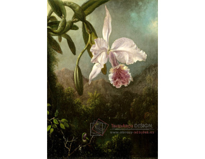 D-7954 Martin Johnson Heade - Květy orchidejí