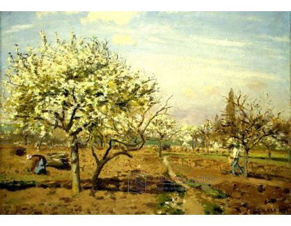 VCP-70 Camille Pissarro - Ovocný sad v Bloom, Louveciennes