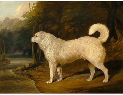 SO XI-347 David Dalby - Portrét psa
