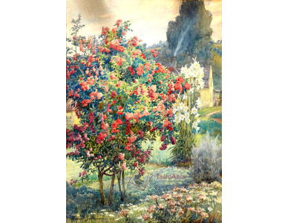 SO XVII-371 Hans Götzinger - Kvetoucí keř a lilie u mlýna
