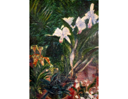 A-4825 Gustave Caillebotte - Orchideje
