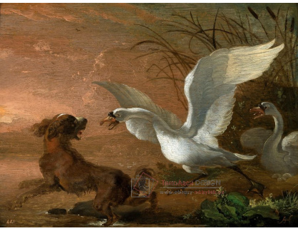 A-3339 Abraham Hondius - Labuť útočící na psa
