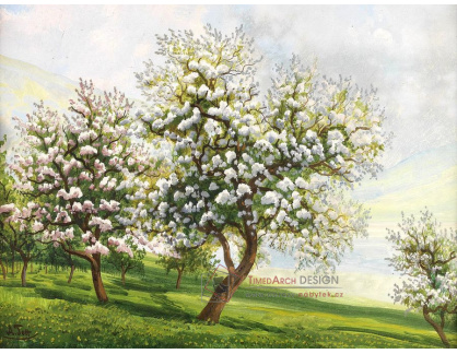 SO XIII-37 Alois Tott - Kvetoucí ovocné stromy