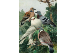 A-8530 Wilhelm Kuhnert - Holub skalní, holub hřivnáč, hrdlička a struma