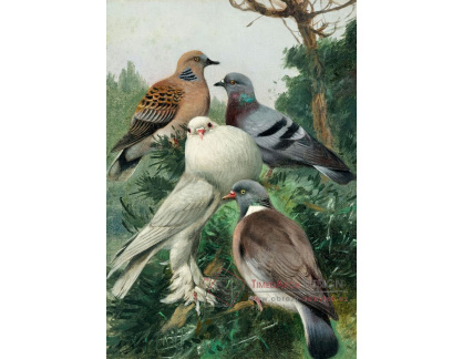 A-8530 Wilhelm Kuhnert - Holub skalní, holub hřivnáč, hrdlička a struma