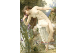 SO X-12 Guillaume Seignac - Voňavé kosatce