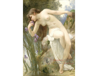 SO X-12 Guillaume Seignac - Voňavé kosatce