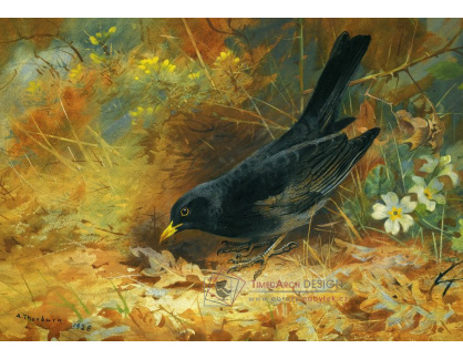 SO XVI-263 Archibald Thorburn - Černý pták