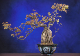 VZ021 Zátiší s bonsai