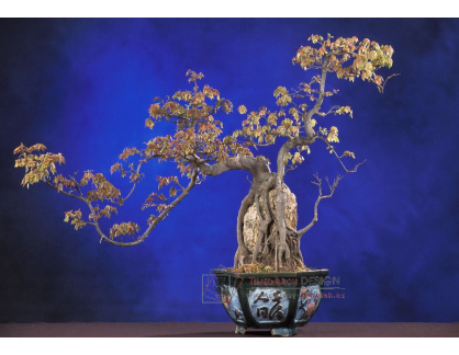 VZ021 Zátiší s bonsai