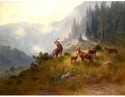 SO XII-286 Ludwig Skell - Jelen se svým stádem ve vysokých horách