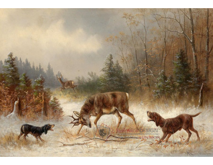 KO IV-454 Moritz Müller - Na lovu jelena