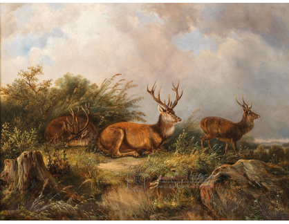 A-5061 Carl Friedrich Ockert - Odpočívající jeleni