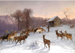 A-893 Wilhelm Richter - Krmení daňků a jelenů v zimě
