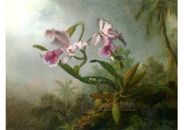VU101 Martin Johnson Heade - Růžové orchideje s kolibříkem na větvičce