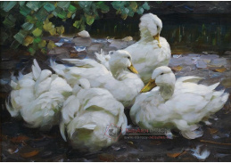 VSO 933 Alexander Koester - Pět bílých kachen