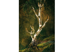 KO II-148 Johan Christian Dahl - Studie břízy
