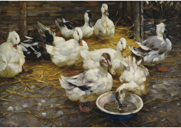 VSO 932 Alexander Koester - Kachny na slámě