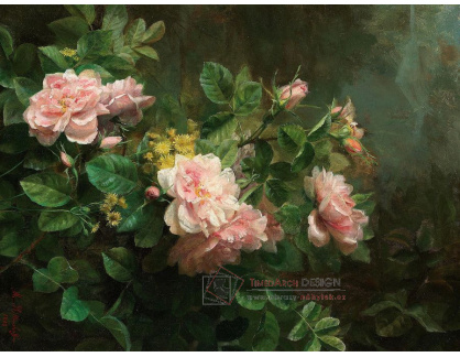A-1799 Medard Rittershoffer - Růže