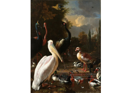 VH769 Melchior d Hondecoeter - Pelikán a další ptáci