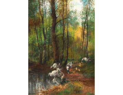 A-4811 G. Widmer - Kachny a husy u lesního rybníka