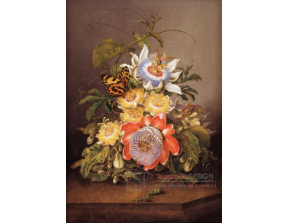 A-1404 Ferdinand Bauer - Květinová vášeň