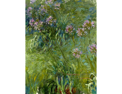 VCM 129 Claude Monet - Agapanthus