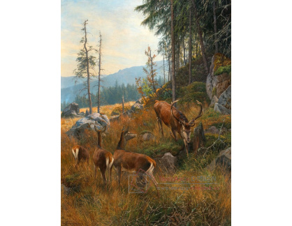 A-4523 Carl Zimmermann - Stádo jelenů