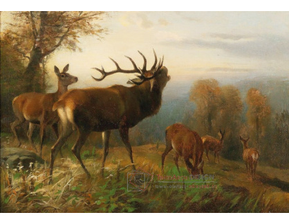 DDSO-3222 Carl Friedrich Deiker - Stádo jelenů