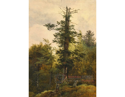 A-8490 Friedrich Gauermann - Studie stromů