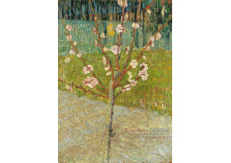 VR2-361 Vincent van Gogh - Kvetoucí mandloň