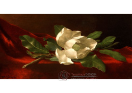 A-1513 Martin Johnson Heade - Magnolie