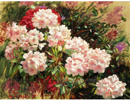 A-5168 Laurits Tuxen - Kvetoucí rododendrony