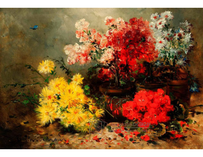 A-2066 Eugene Henri Cauchois - Sedmikrásky, měsíčky, muškáty a další letní květiny