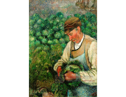 VCP-493 Camille Pissarro - Starý sedlák se zelím