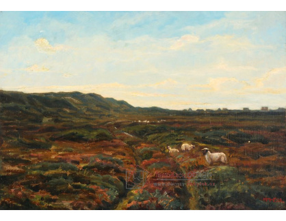 A-4304 Johannes Wilhjelm - Krajina vřesoviště s pasoucími se ovcemi