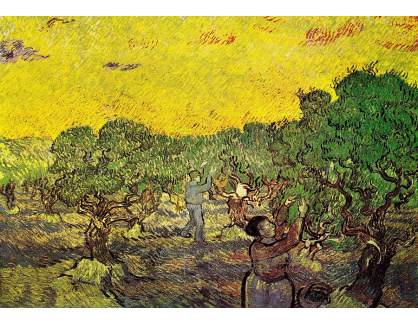 R2-995 Vincent van Gogh - Olivový háj se dvěma česáči