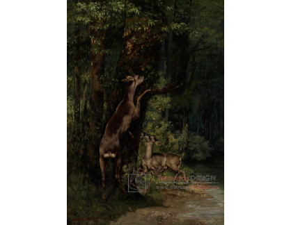 SO XVII-350 Gustave Courbet - Jelen v lese