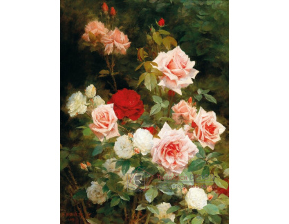 A-5598 Gustave Bienvetu - Růže v zahradě