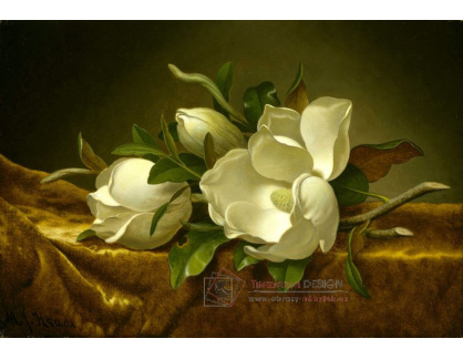 SO IX 173 Martin Johnson Heade - Zátiší s magnoliemi